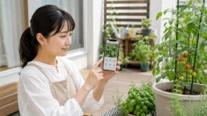 iPhone対応の家庭菜園アプリでトマトの成長写真を記録する日本人女性