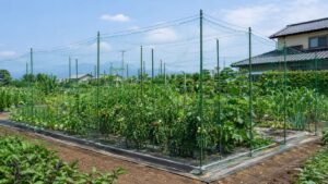 家庭菜園で支柱とロープを使い防鳥ネットを安定させた設置例
