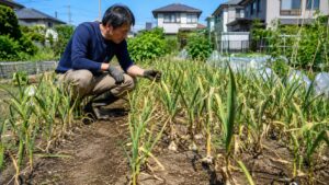 関東の家庭菜園でにんにくの収穫サインを確認する日本人男性