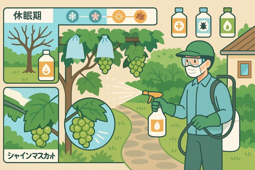 家庭菜園向け ぶどうの消毒の基本と時期や回数を詳しく解説