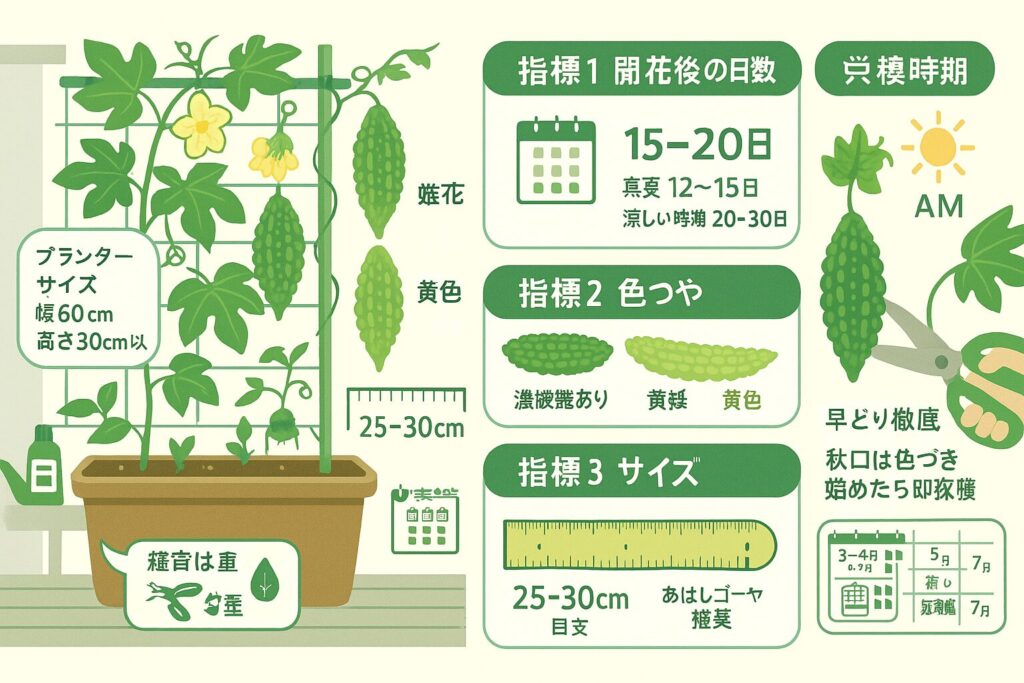 家庭菜園のゴーヤ収穫時期の完全ガイド 見極めと収穫のコツはこれ！