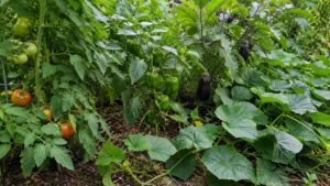 トマトやナス、きゅうりの葉がピーマンを覆う相性が悪い密植例の家庭菜園