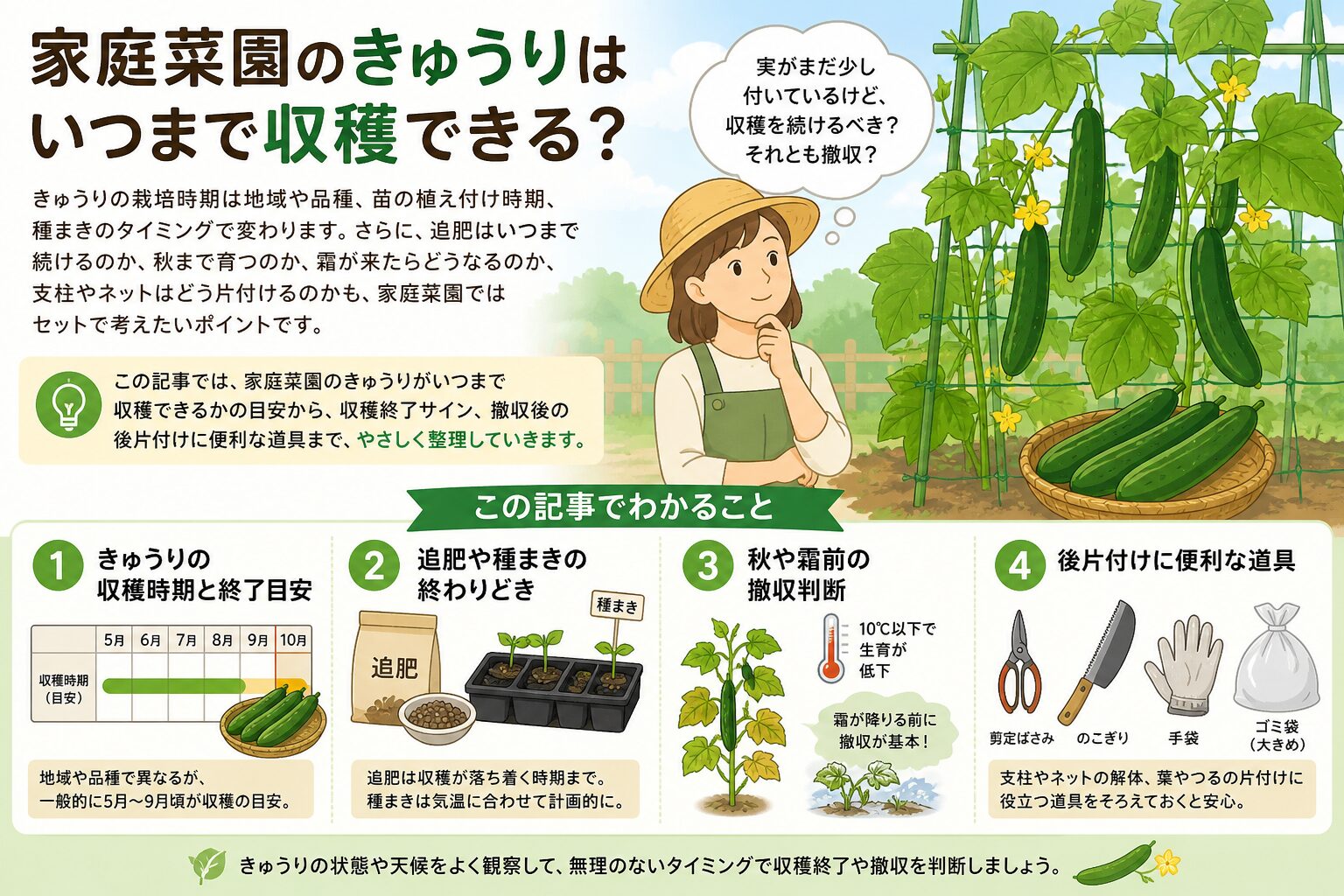 きゅうり の 収穫 時期