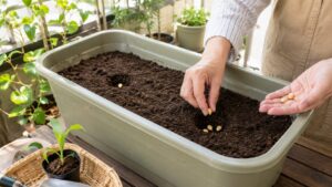 深型プランターにとうもろこしの種をまく家庭菜園の様子