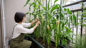 ベランダのとうもろこしを支柱で固定する日本人女性