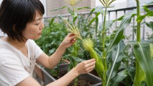 プランター栽培のとうもろこしを人工授粉する日本人女性