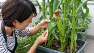 とうもろこしの葉と穂を確認して害虫被害を点検する様子