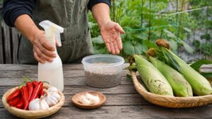 とうもろこしのカラス対策に使う忌避剤と天然成分を確認する様子