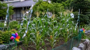 CDや反射テープと風車を使った家庭菜園のとうもろこし鳥よけ対策