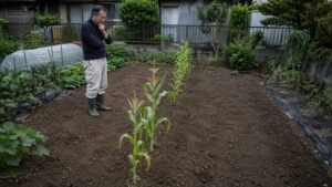 一列植えで株数が少ないとうもろこし畑を確認する家庭菜園