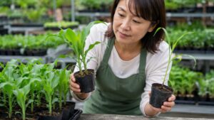 家庭菜園向けに健康なとうもろこし苗を選ぶ日本人女性