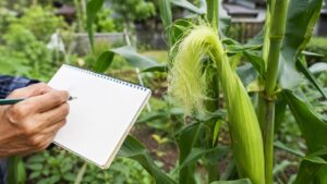 とうもろこしの絹糸が出た日を家庭菜園でメモしている様子