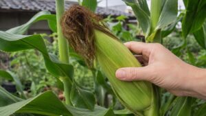茶色く乾いたとうもろこしのひげとふくらんだ穂を確認する手元