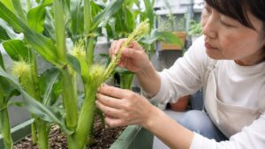 とうもろこしの雄穂を使って雌穂のひげに人工授粉する様子