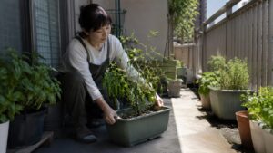 日照不足を防ぐためピーマンのプランターを明るい場所へ移動する様子