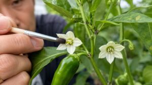 ピーマンの花を筆で人工授粉する様子