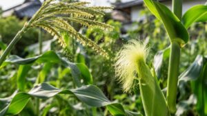 とうもろこしの雄穂から花粉が雌穂の絹糸へ届く受粉の様子