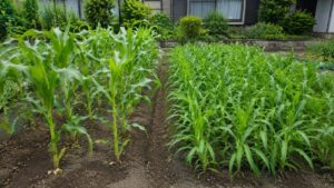 一般スイートコーンとヤングコーン向け密植栽培の株間の違い
