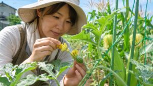 スイカの花を人工受粉する家庭菜園の作業風景