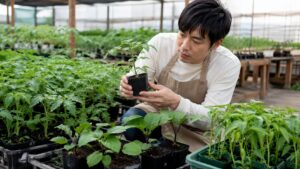 園芸店で健康なミニトマトの苗を選ぶ日本人男性
