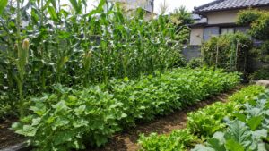 北側のとうもろこしと南側の枝豆を組み合わせた家庭菜園
