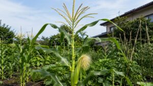雄穂と雌穂の絹糸が付いた家庭菜園のとうもろこし