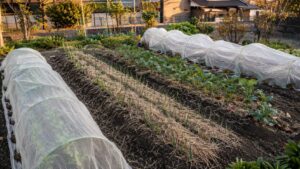 タマネギやマメ類をわらと不織布で防寒する秋冬の家庭菜園