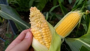 受粉不良で先端の粒が欠けたとうもろこしと正常な実