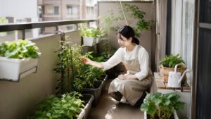 避難通路を確保した安全なベランダ菜園で野菜を管理する様子