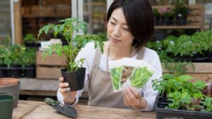 家庭菜園初心者がミニトマトの苗と葉物野菜の種を比較して選ぶ様子