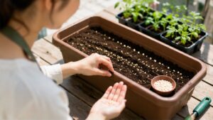 家庭菜園初心者がプランターに野菜の種をまく様子