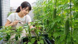 日本人女性がプランターのオクラ、ピーマン、ゴーヤーを手入れする様子