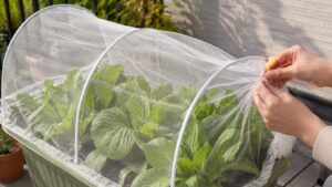 コマツナや小カブを害虫から守るプランター用防虫ネット