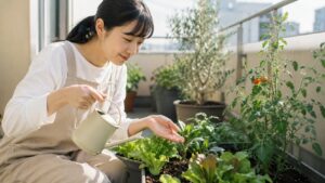 家庭菜園初心者がベランダ野菜の土を確認して朝に水やりする様子