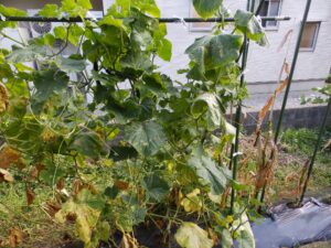 9月に支柱や株の状態を確認したい家庭菜園のキュウリ