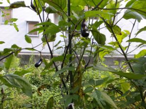 9月にも収穫を続けられる家庭菜園のナス
