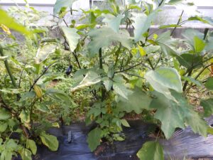 庭の家庭菜園の畝で枝葉を広げて育つナス