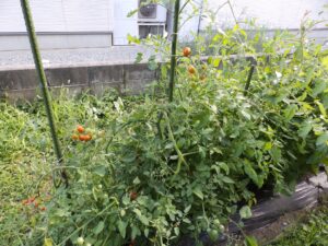 9月も収穫を続ける家庭菜園のミニトマト