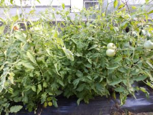 ブロッコリーの後作候補として家庭菜園で育つ大玉トマト