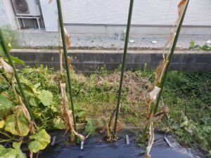 秋冬野菜の準備に向けて片付け時期を迎えた家庭菜園の夏野菜
