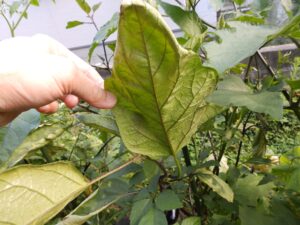 庭の家庭菜園でナスの葉裏と葉脈を確認している様子